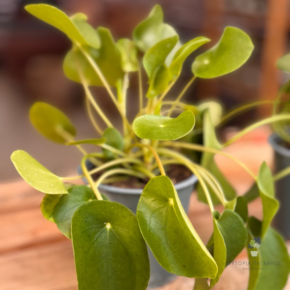 Πιλέα (Pilea peperomioides) | Κινέζικο Φυτό του Χρήματος | Green Gardens - 3